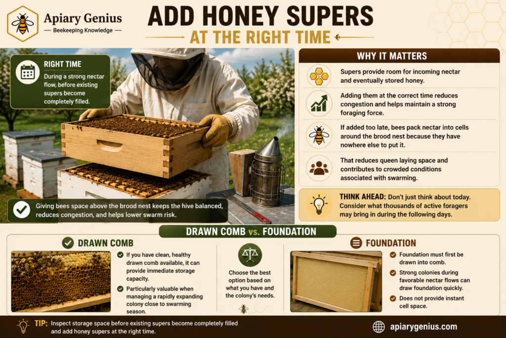 Beekeeper adding a honey super at the right time to reduce hive congestion and help prevent bee swarming.