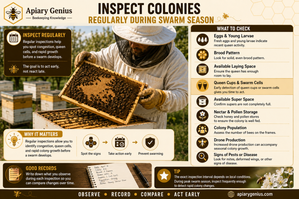 Beekeeper inspecting a honey bee colony for swarm signs, queen cells, brood pattern, and available space during swarm season