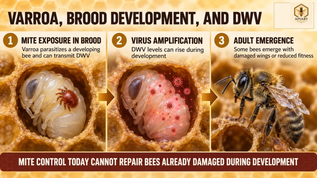 Varroa, brood development, and DWV in honey bees