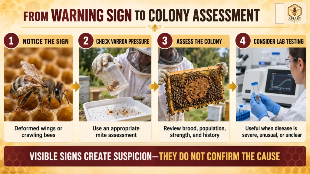 Colony assessment for deformed wing virus in honey bees