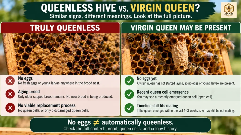 Queenless hive vs virgin queen comparison showing brood and queen-status clues