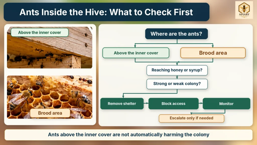 Decision guide for ants inside a beehive, showing how to check the inner cover, brood area, food access, and colony strength before taking action.