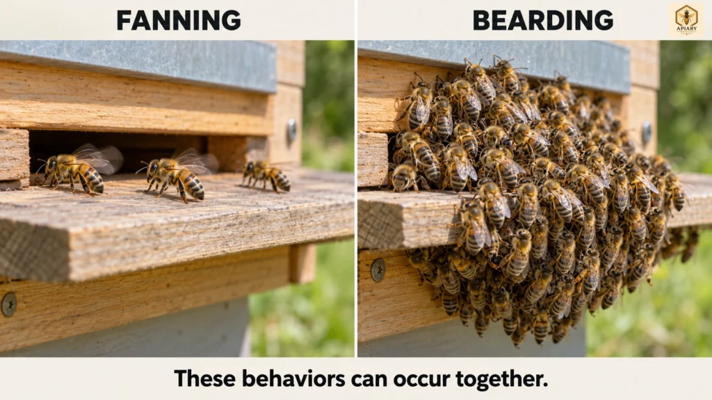 Side-by-side comparison of a few honey bees fanning their wings at a hive entrance and a dense cluster bearding outside the hive.